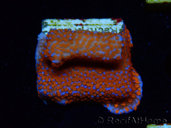 WYSIWYG Montipora Superman 11A3