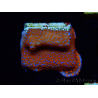 WYSIWYG Montipora Superman