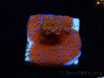 WYSIWYG Montipora Superman
