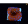 WYSIWYG Montipora Superman