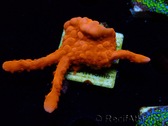 WYSIWYG Montipora Setosa 11A5