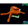 WYSIWYG Montipora Setosa 11A5