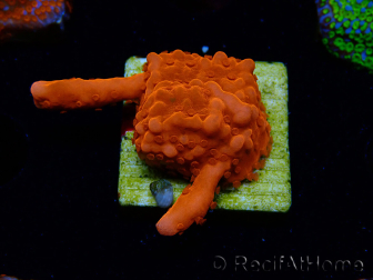 WYSIWYG Montipora Setosa Green Grafted