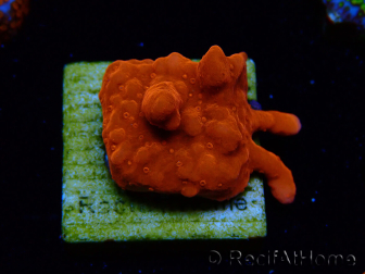 WYSIWYG Montipora Setosa Purple Grafted