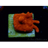 WYSIWYG Montipora Setosa 11A7