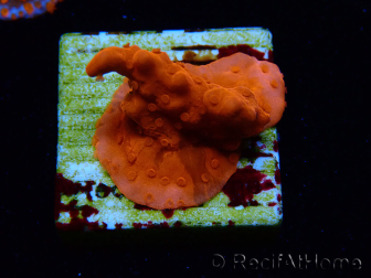 WYSIWYG Montipora Setosa Purple Grafted 11A8