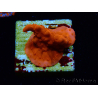 WYSIWYG Montipora Setosa Purple Grafted 11A8