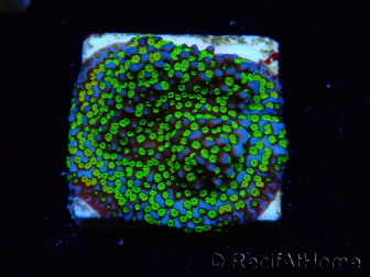 WYSIWYG Montipora Ultraman
