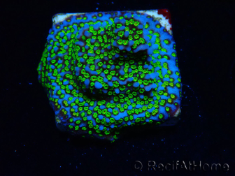 WYSIWYG Montipora Ultraman