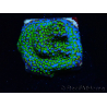 WYSIWYG Montipora Ultraman