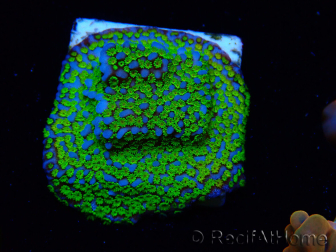 WYSIWYG Montipora ultraman
