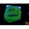 WYSIWYG Montipora ultraman