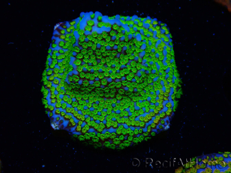 WYSIWYG Montipora Ultraman