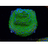 WYSIWYG Montipora tuberculosaultraman 11B4