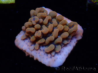 WYSIWYG JF Montipora Altered Ego