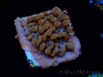 WYSIWYG JF Montipora Altered Ego 11B6