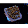 WYSIWYG JF Montipora Altered Ego 11B6