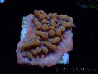 WYSIWYG JF Montipora Altered Ego
