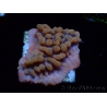 WYSIWYG JF Montipora Altered Ego