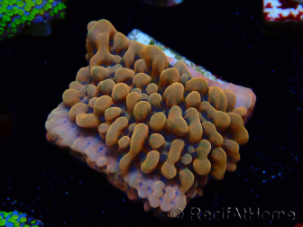 WYSIWYG JF Montipora Altered Ego 11B8