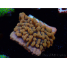 WYSIWYG JF Montipora Altered Ego 11B8