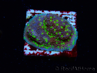 WYSIWYG Montipora Habanero