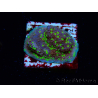 WYSIWYG Montipora Habanero 11C5