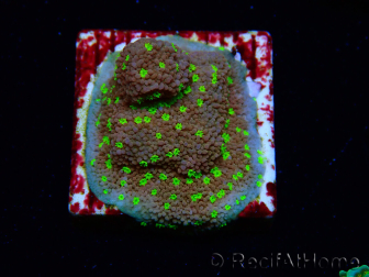 WYSIWYG Montipora Habanero