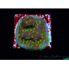 WYSIWYG Montipora Habanero