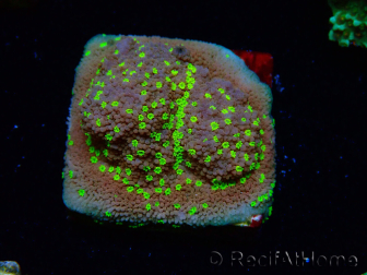 WYSIWYG Montipora Habanero