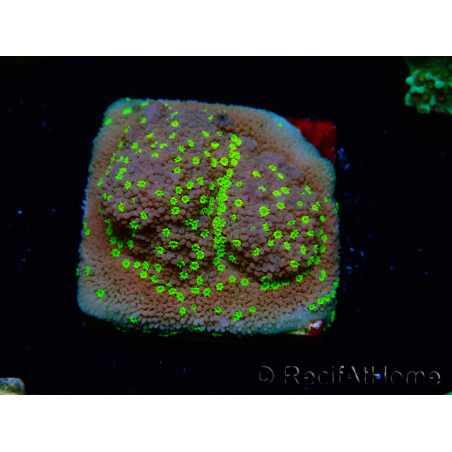WYSIWYG Montipora Habanero 11C7