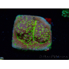 WYSIWYG Montipora Habanero