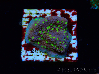 WYSIWYG Montipora Habanero