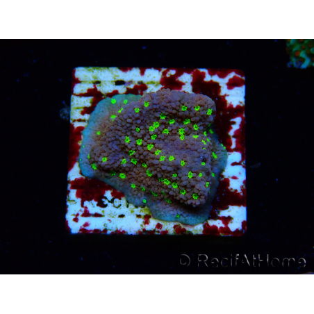 WYSIWYG Montipora Habanero