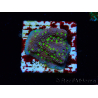 WYSIWYG Montipora Habanero 11C8
