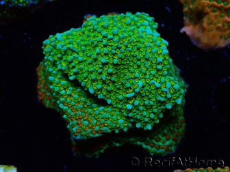 WYSIWYG Montipora Chili Pepper