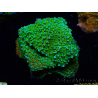 WYSIWYG Montipora Chili Pepper