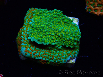 WYSIWYG Montipora Chili Pepper