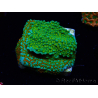 WYSIWYG Montipora Chili Pepper