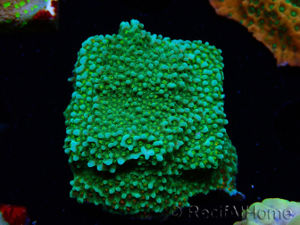 WYSIWYG Montipora Chili Pepper 11D3