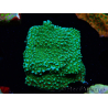 WYSIWYG Montipora Chili Pepper 11D3
