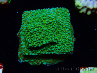 WYSIWYG Montipora Chili Pepper
