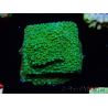 WYSIWYG Montipora Chili Pepper