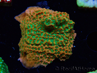 WYSIWYG RAH Montipora Phoenix evolution