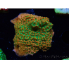 WYSIWYG RAH Montipora Phoenix evolution
