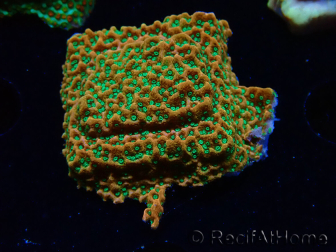 WYSIWYG RAH Montipora Phoenix evoluzione