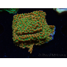 WYSIWYG RAH Montipora Phoenix evoluzione