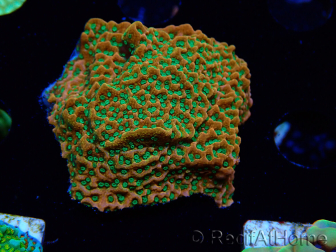 WYSIWYG RAH Montipora Phoenix evolution