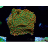 WYSIWYG RAH Montipora Phoenix evolution