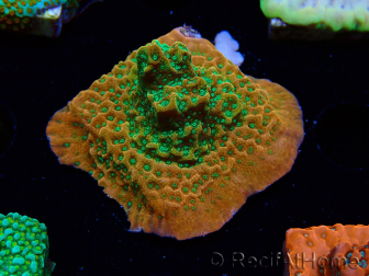 WYSIWYG RAH Montipora Phoenix evolución